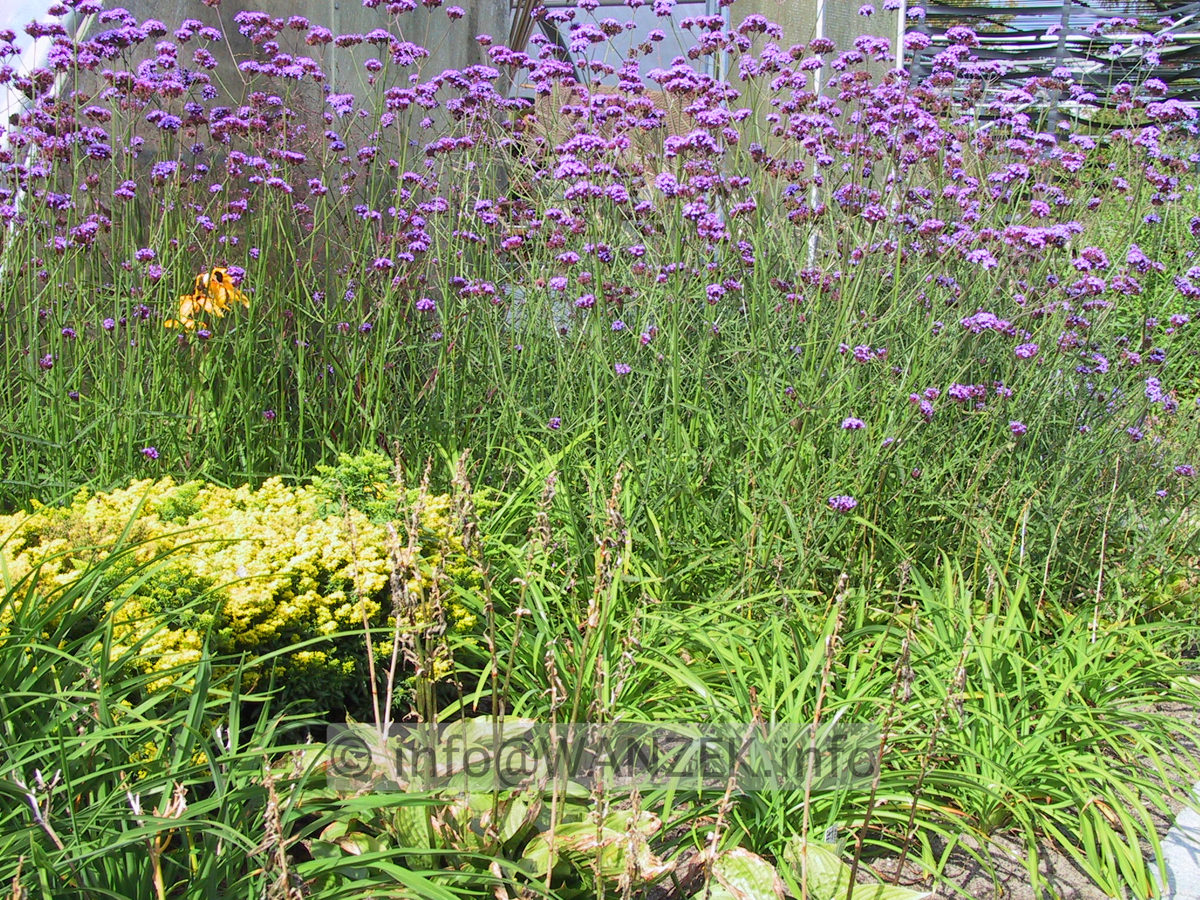 Verbena bonariense+Solidago Laurin.JPG